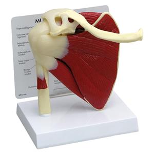 GPI Anatomicals Muscled Shoulder Anatomical Model Ea