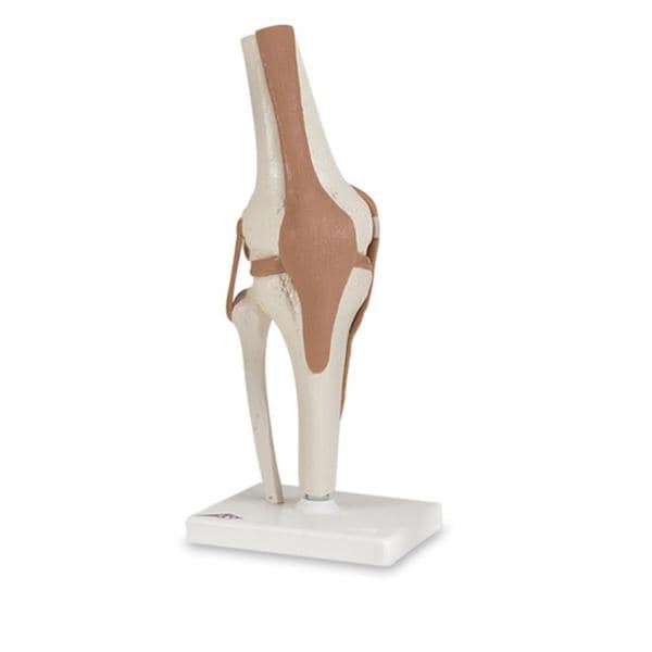 Functional Knee Joint Anatomical Model Ea