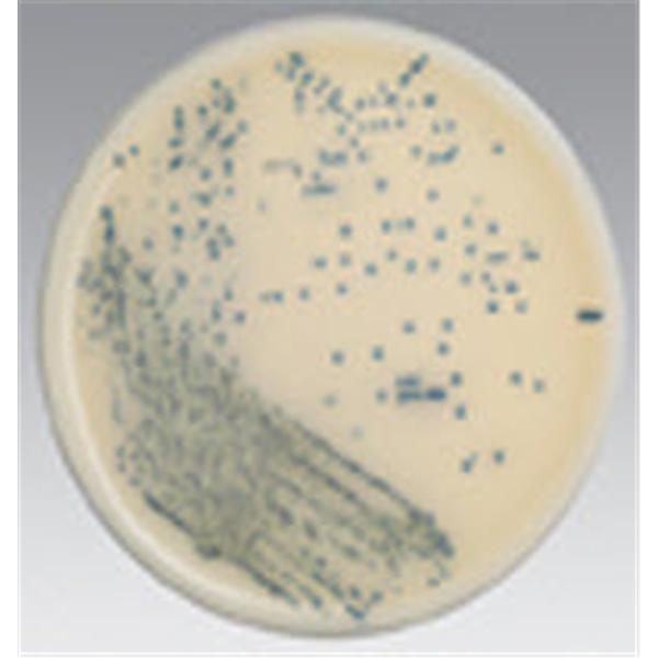 Spectra MRSA Culture Monoplate 10/Pk