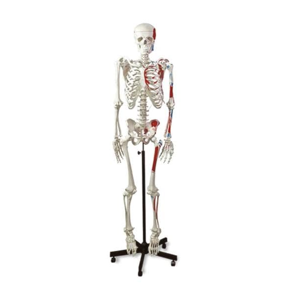 Human Muscular Skeleton Anatomical Model Ea