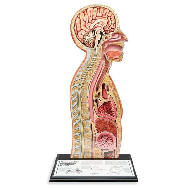 Nasogastric Tube Feeding Model Ea