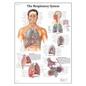 3B Scientific Cholesterol 20x26" Anatomical Chart Ea