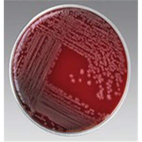 Culture Mueller-Hinton Agar Plate 100/Pk