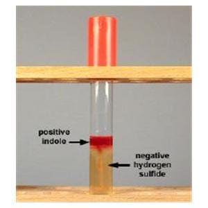 BBL Dehydrated Media SIM: Sulfide Indole Motility 500g Ea