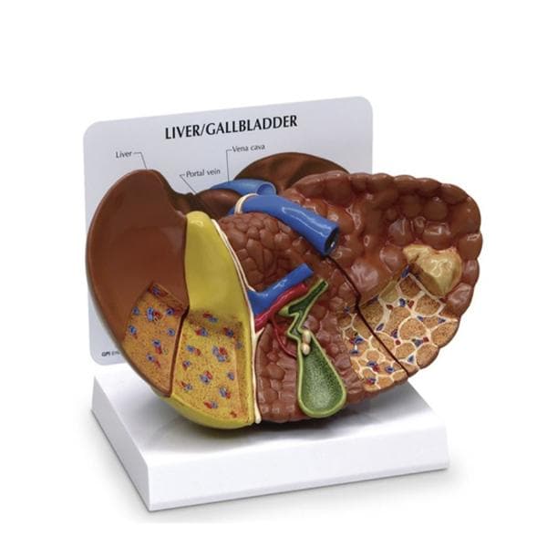 Liver Anatomical Model Ea