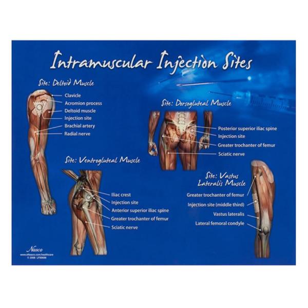 Intramuscular Injection Sites 10-1/2x14" Training Chart Ea