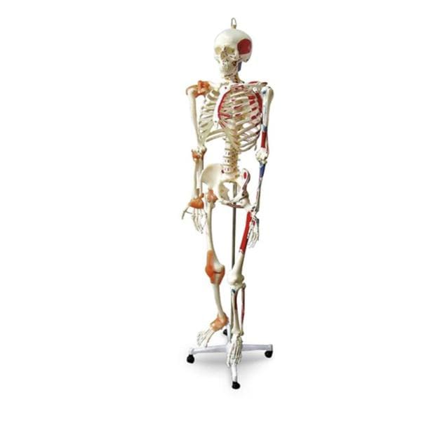 Full-Size Human Skeleton Anatomical Model Ea