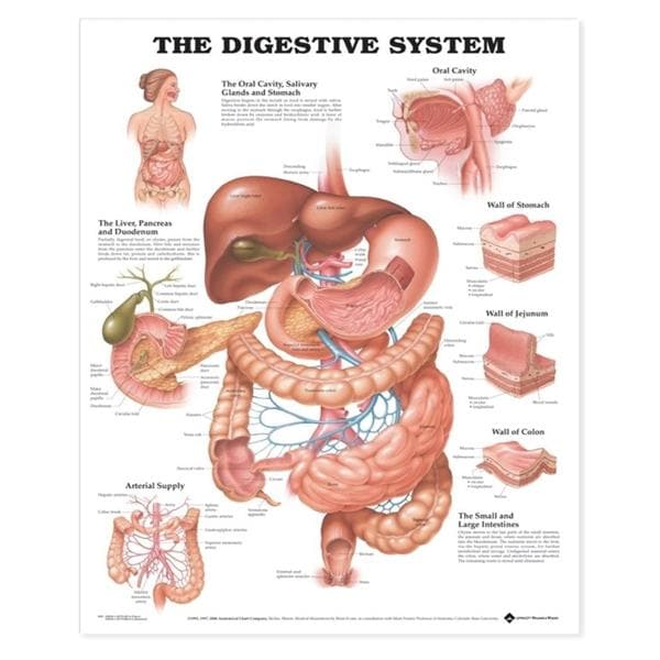 Digestive System 20x26" Anatomical Chart Ea