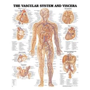 Vascular System and Viscera 19" x 26" Anatomical Chart Ea