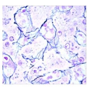 Stain Solution Nuclear Fast Red 125mL Ea