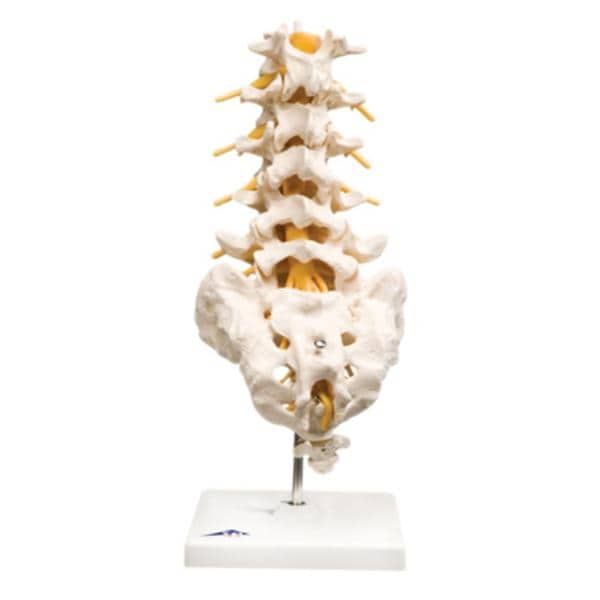 Lumbar Spinal Column Anatomical Model Ea
