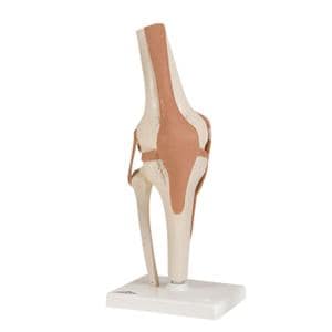 Functional Knee Joint Anatomical Model Ea