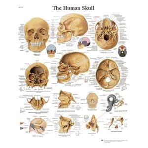 The Human Skull 20x25" Human Anatomy Chart Ea