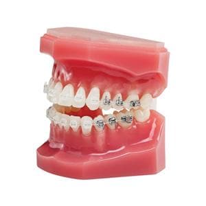 NeoLucent® Plus™ Typodont Ea