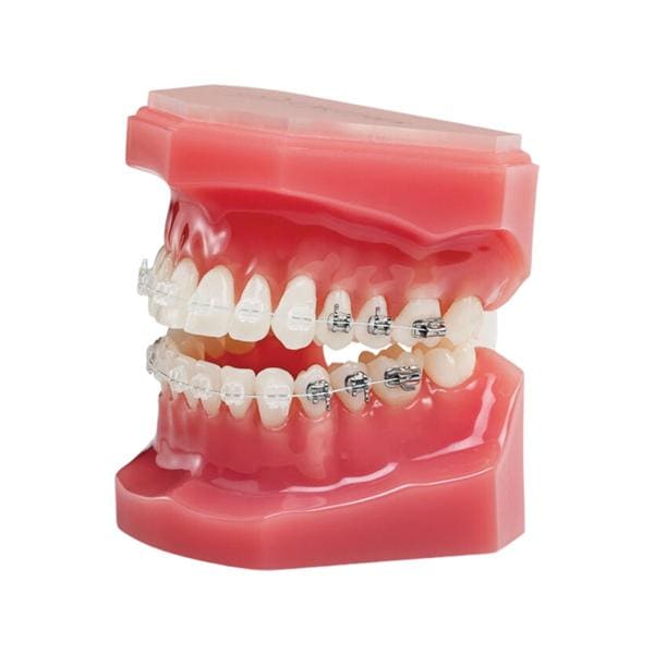 NeoLucent® Plus™ Typodont Ea