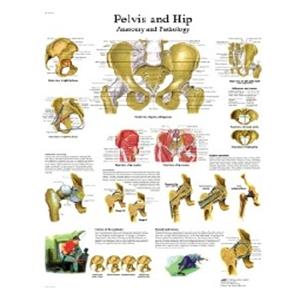 Hip and Pelvis 20x25" Anatomical Chart Ea