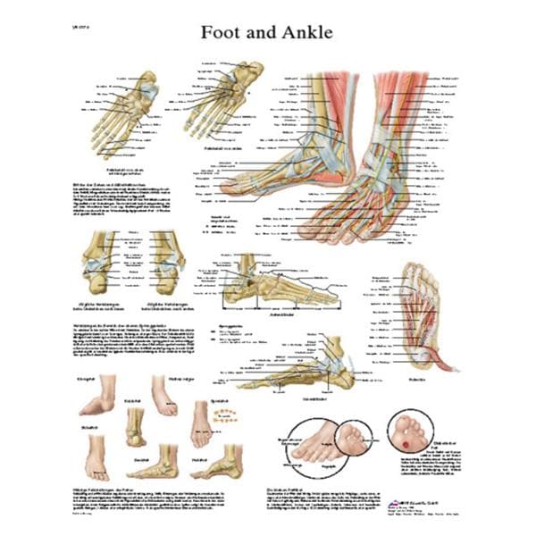 Foot And Ankle 20x25" Anatomical Chart Ea