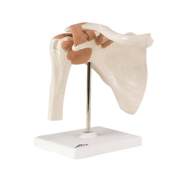 Shoulder Joint Anatomical Model Ea
