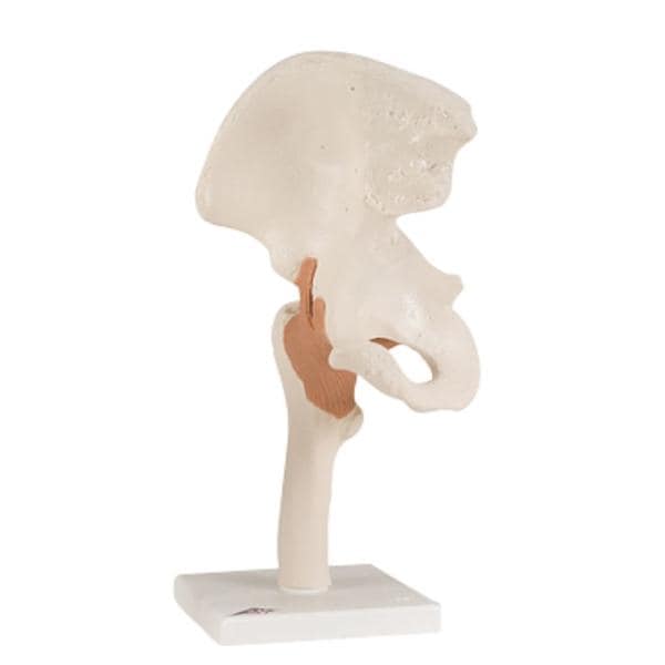 Hip Joint Functional Model Ea