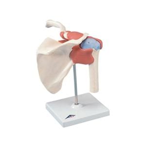 Shoulder Joint Functional Model Ea