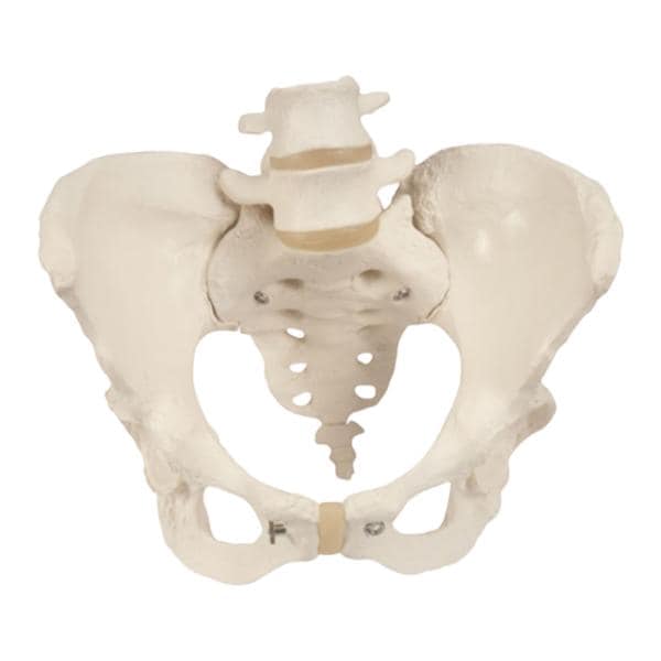 Pelvis Anatomical Female Model Ea