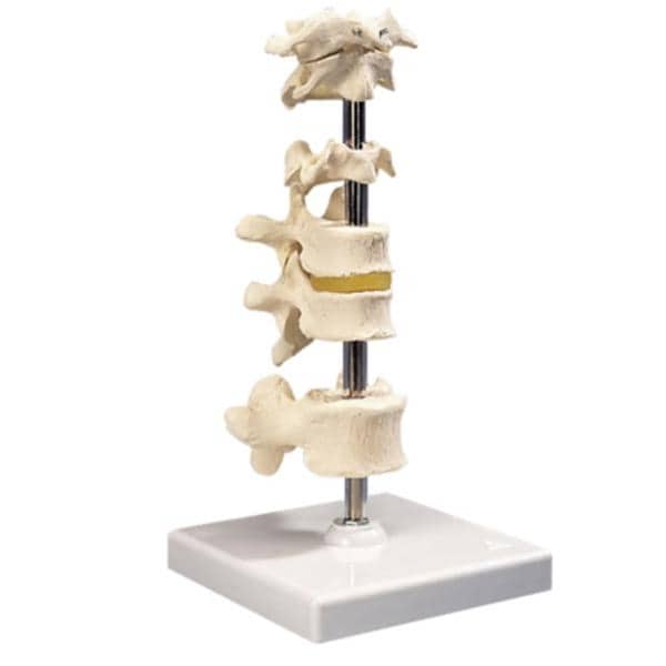 Vertebra Column Anatomical Model Ea