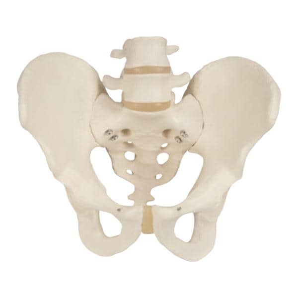 3B Scientific Pelvis Anatomical Male Model Ea