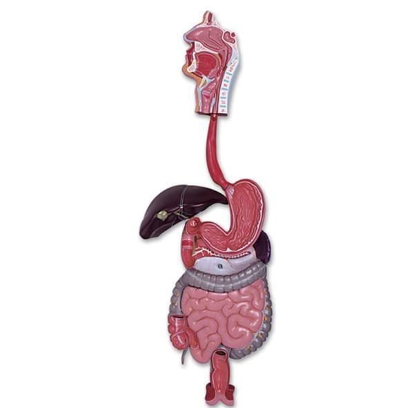 Human Digestive Tract Anatomical Model Ea
