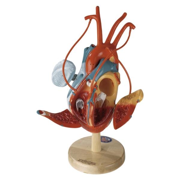 Heart of America Heart Patient Education Anatomical Model Ea