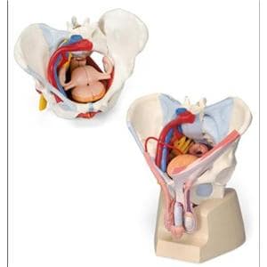 Pelvis Human Anatomy Set Ea