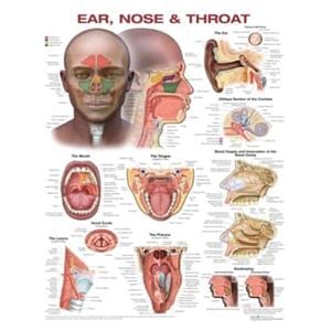 Ears/Nose/Throat 20x25" Chart Chart Ea