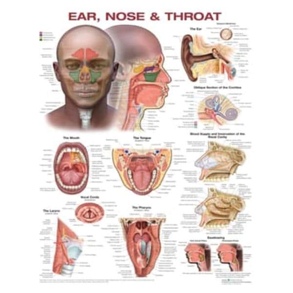 Ears/Nose/Throat 20x25" Chart Chart Ea