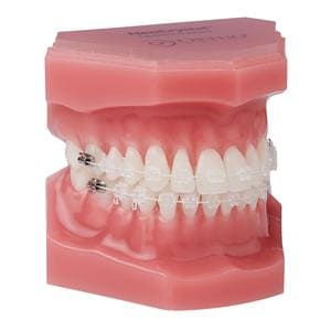 NeoCrystal Plus Typodont Ea