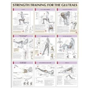 Strength Training for the Buttocks 24x31" Instructional Poster Ea