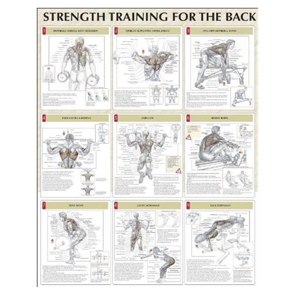 Strength Training for the Back 24x31" Instructional Poster Ea