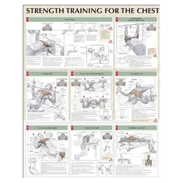 Strength Training for the Chest 24x31" Instructional Poster Ea
