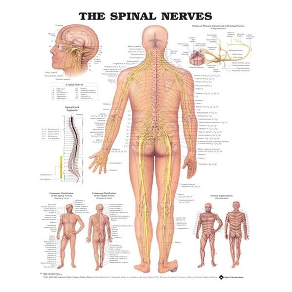 The Spinal Nerves 20x26" Anatomical Chart EA