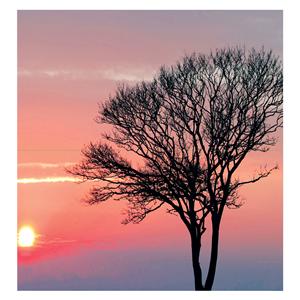 CeilingScenes Acoustic Tile Pink Sunset 2-Tiles Horizontal 48 in x 24 in Ea