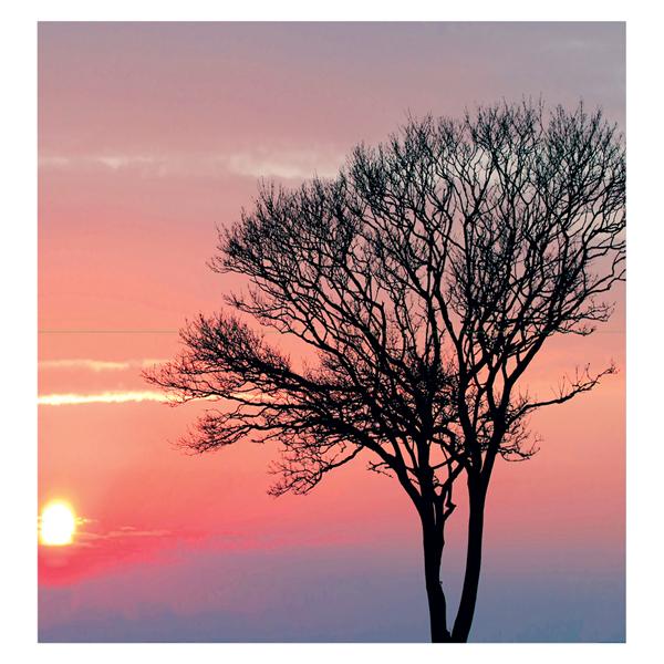 CeilingScenes Acoustic Tile Pink Sunset 2-Tiles Horizontal 48 in x 24 in Ea