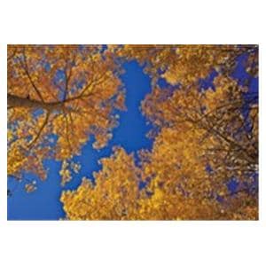 CeilingScenes Light Lens Tree UpView 2-Tiles Horizontal 24 in x 24 in Ea