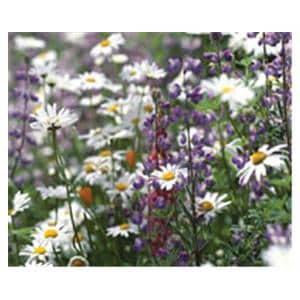 CeilingScenes Acoustic Tile Daisies in Field 2-Tiles Horizontal 24 in x 24 in Ea