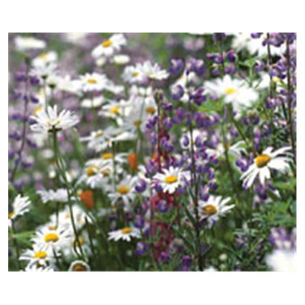 CeilingScenes Acoustic Tile Daisies in Field 2-Tiles Horizontal 24 in x 24 in Ea