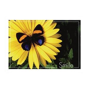 Imprinted Recall Cards Butterfly Smile 4 in x 6 in 250/Pk