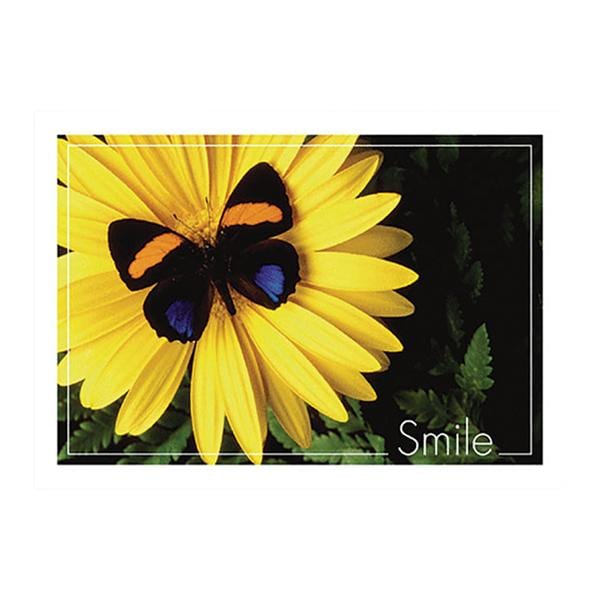 Imprinted Recall Cards Butterfly Smile 4 in x 6 in 250/Pk product image
