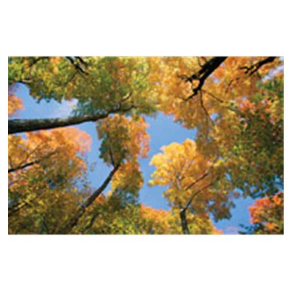 CeilingScenes Light Lens Maple Tree 1-Tile Horizontal 48 in x 24 in Ea