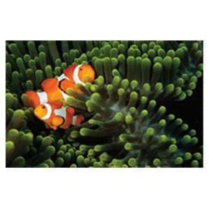 CeilingScenes Acoustic Tile Clown Fish 2-Tiles Horizontal 48 in x 24 in Ea