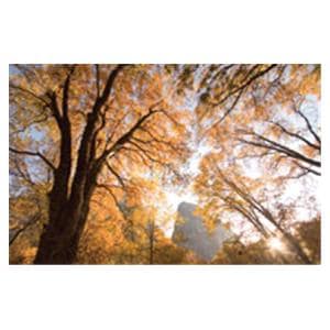 CeilingScenes Acoustic Tile Black Oaks 2-Tiles Vertical 24 in x 24 in Ea