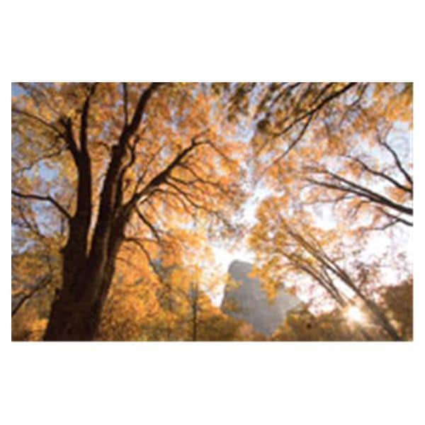 CeilingScenes Acoustic Tile Black Oaks 2-Tiles Vertical 24 in x 24 in Ea