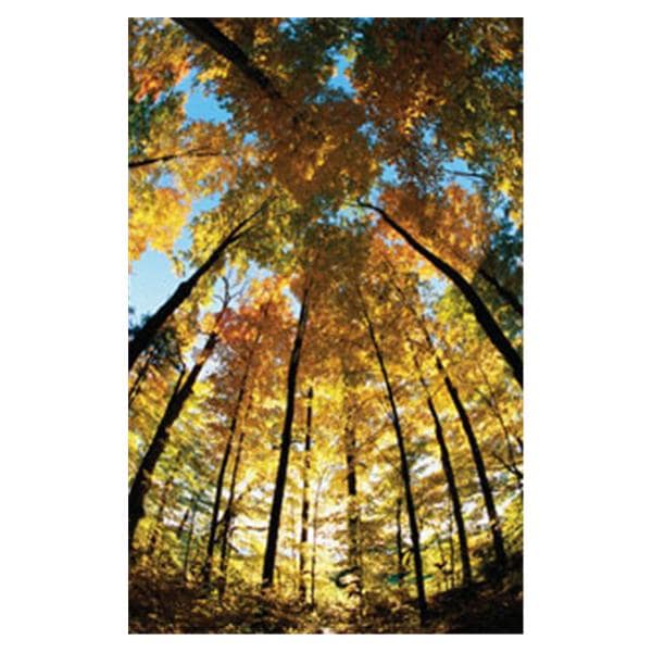 CeilingScenes Light Lens Sugar Maple 2-Tiles Vertical 24 in x 48 in Ea