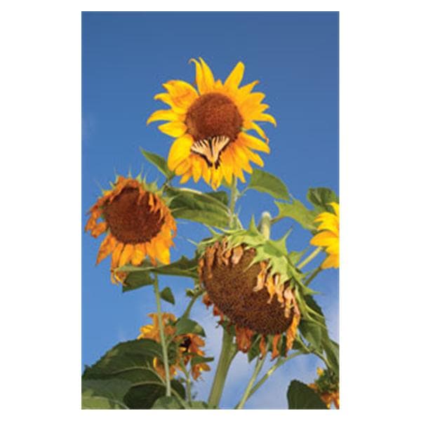 CeilingScenes Light Lens Butterfly 4-Tiles Square 24 in x 24 in Ea